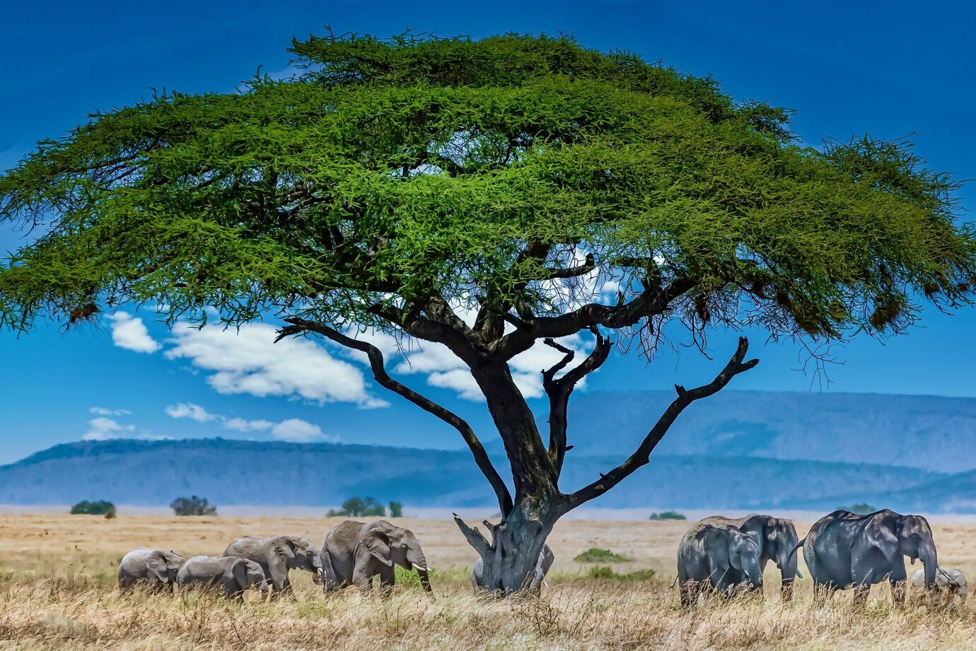 Elephants under the big green tree in the wilderness